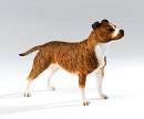 Staffordshire Bull Terrier Brindle